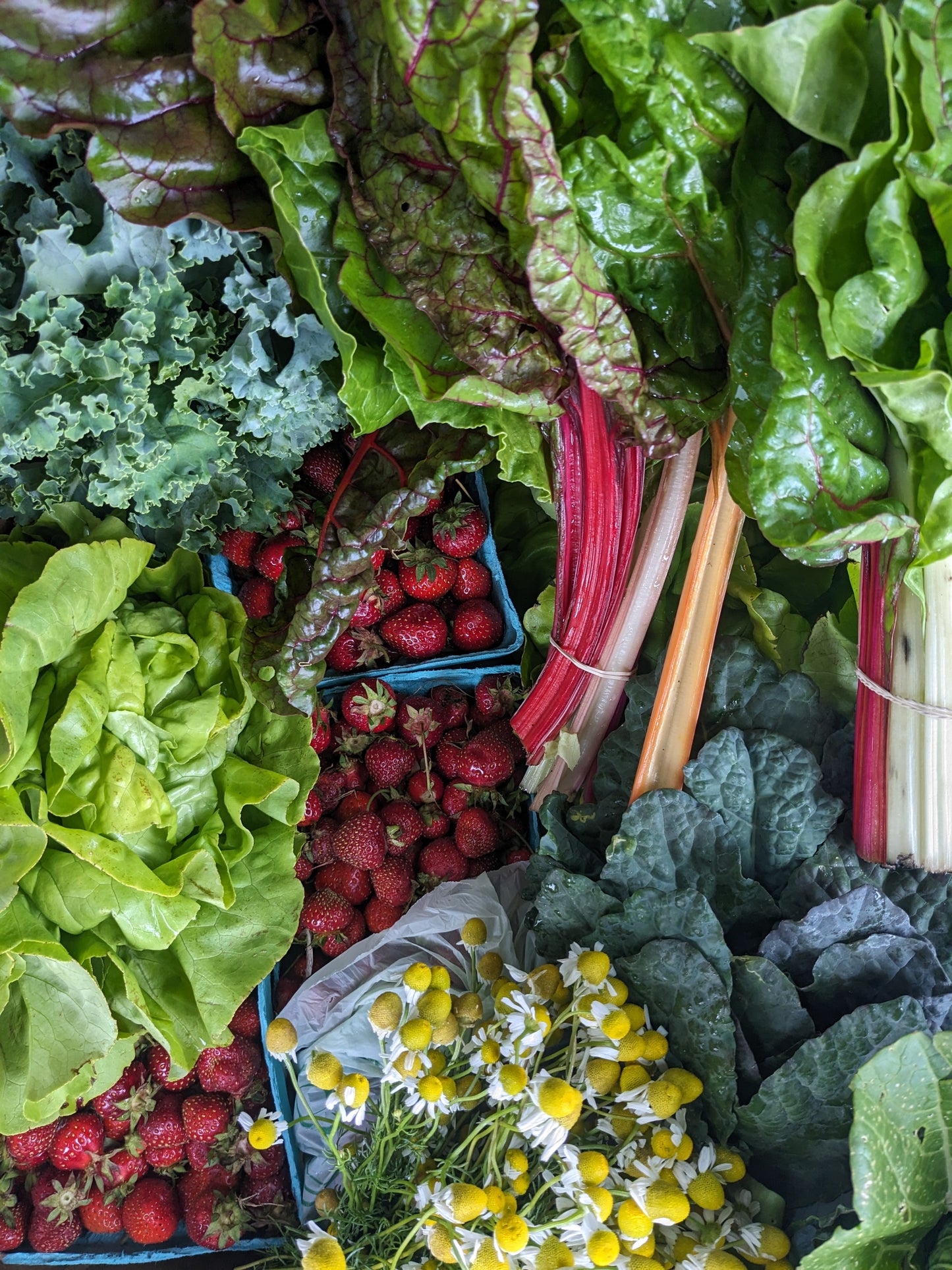CSA - St. James - Pay It Forward Every Other Week (12 Weeks)